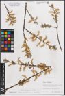 Foto von Salix eleagnos subsp. eleagnos Scop.